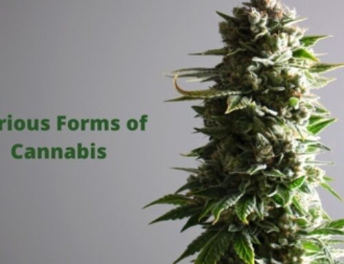 Various Forms of Cannabis